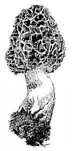 morel