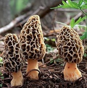 morels