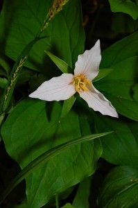 trillium
