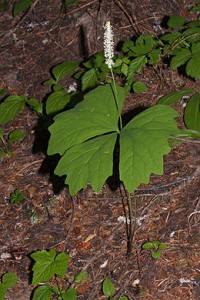 vanilla leaf