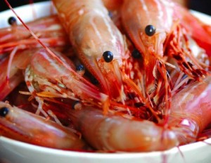 spot prawn 2